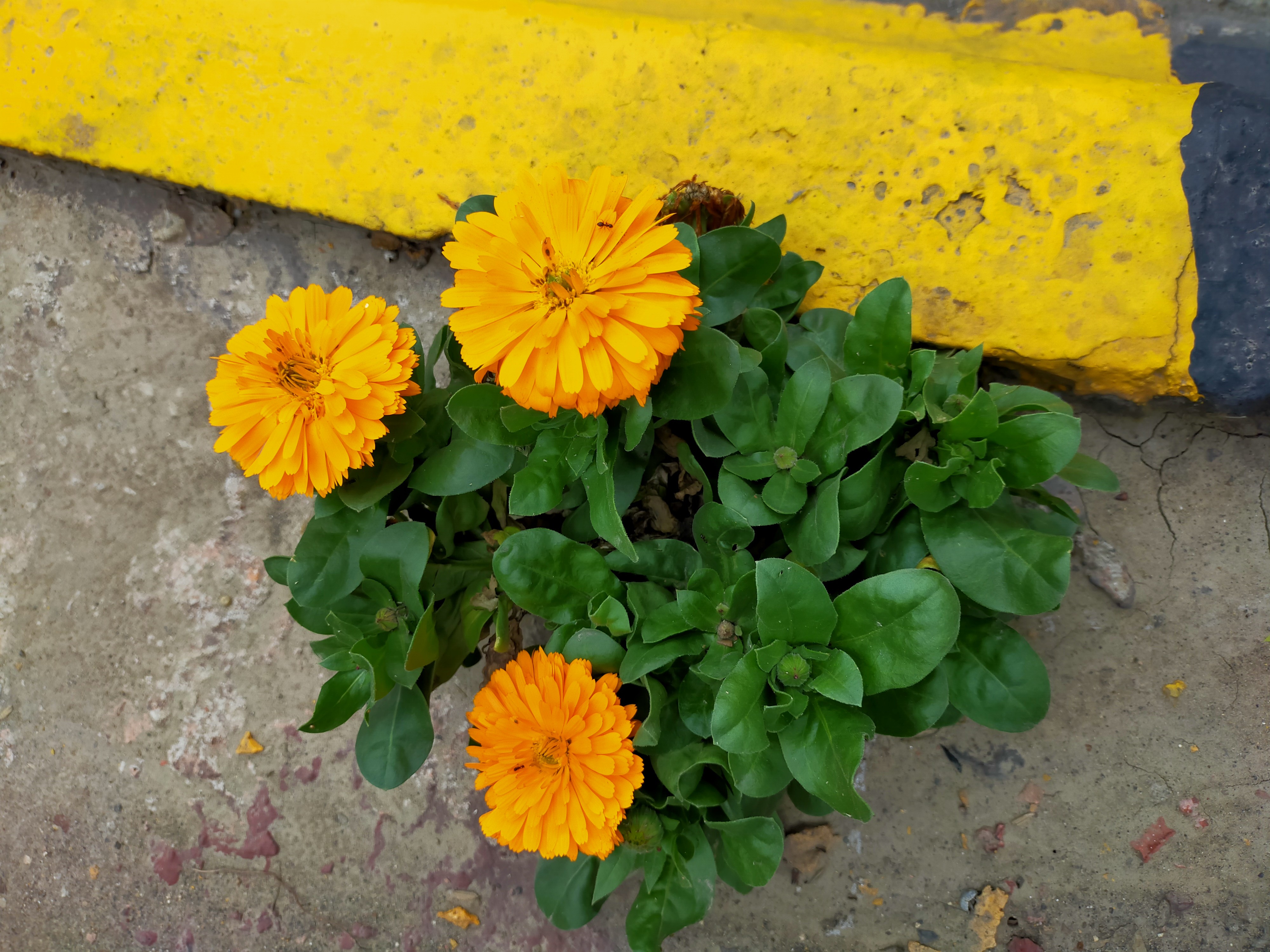 һ�ꡰҰ�����ĸ���