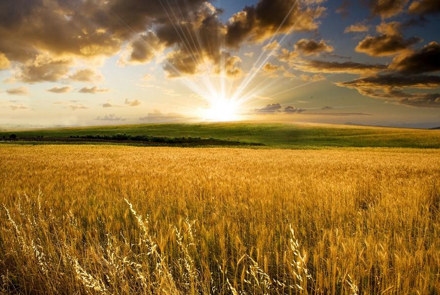 讀《麥田里的守望者》有感 讀《麥田里的守望者》有感