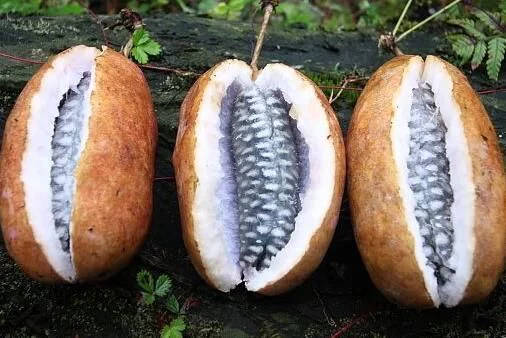 Ұ����Ī���ӛ��
