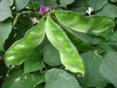 �h�ʉ�߅��ü��