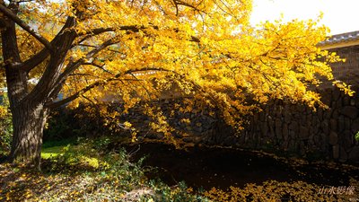 ӛ����̎���y�Ә�