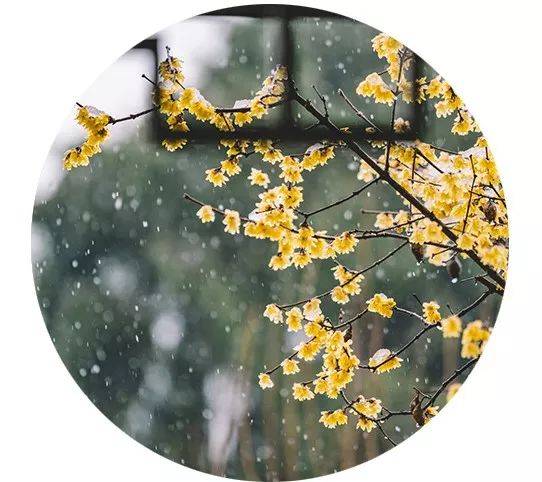大雪漸寒,歲暮清歡 大雪漸寒,歲暮清歡