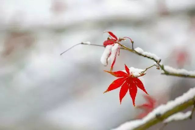 冬 冬