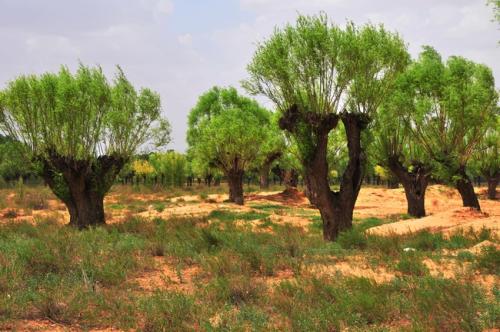 記憶陜北·分樹 記憶陜北·分樹