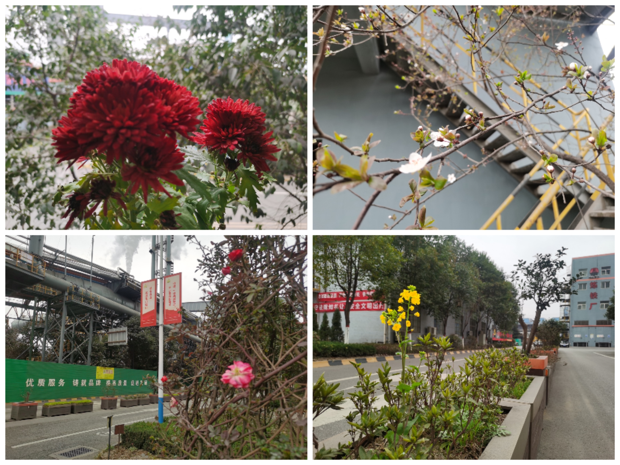 “碳”尋未來,讓生態之花開滿鋼城 “碳”尋未來,讓生態之花開滿鋼城