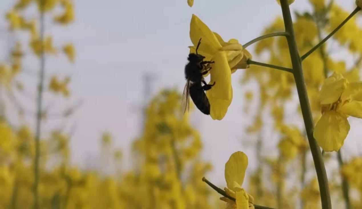 �������ꖹ�����