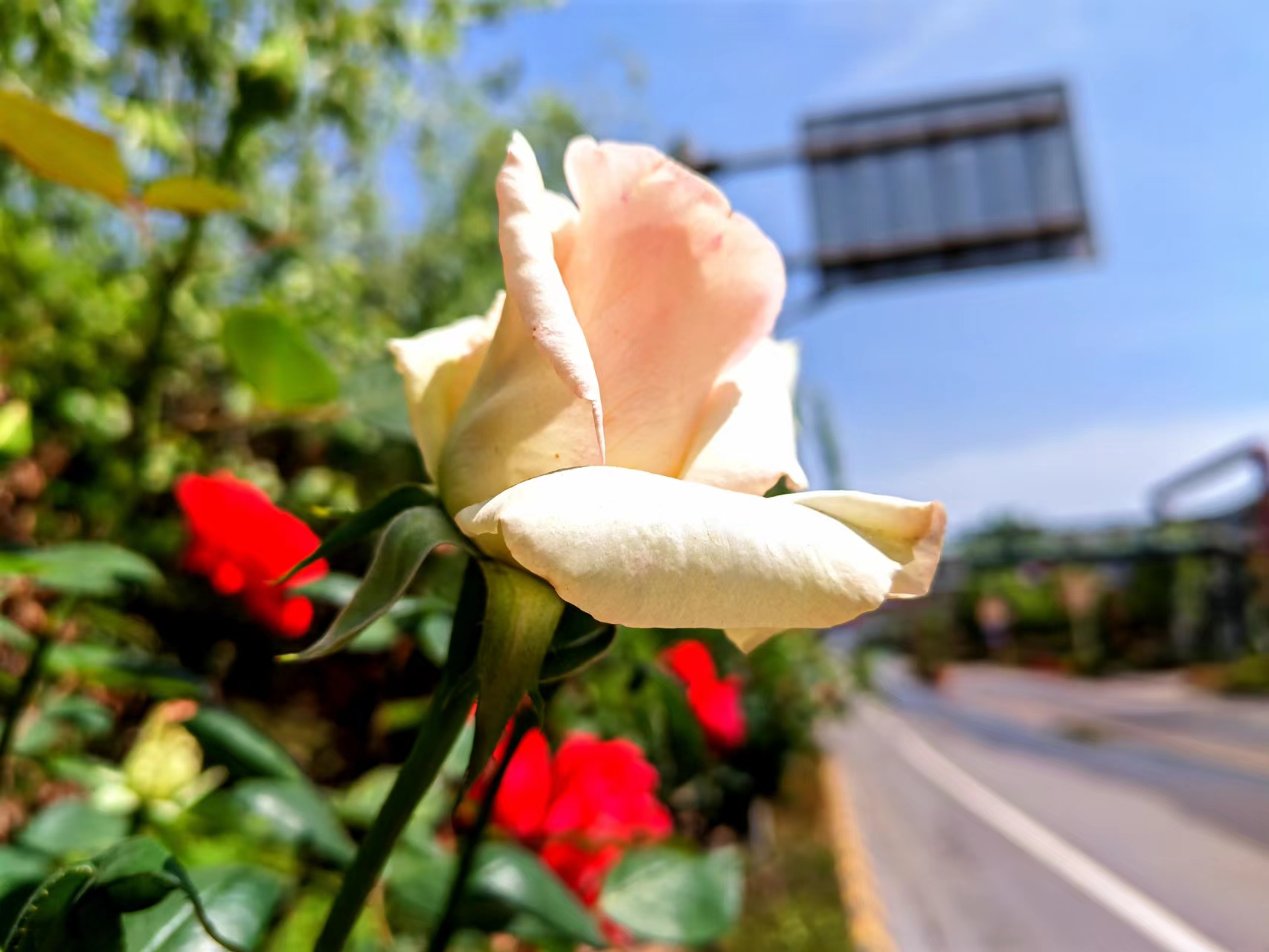 姹紫嫣紅，領略鋼城之美