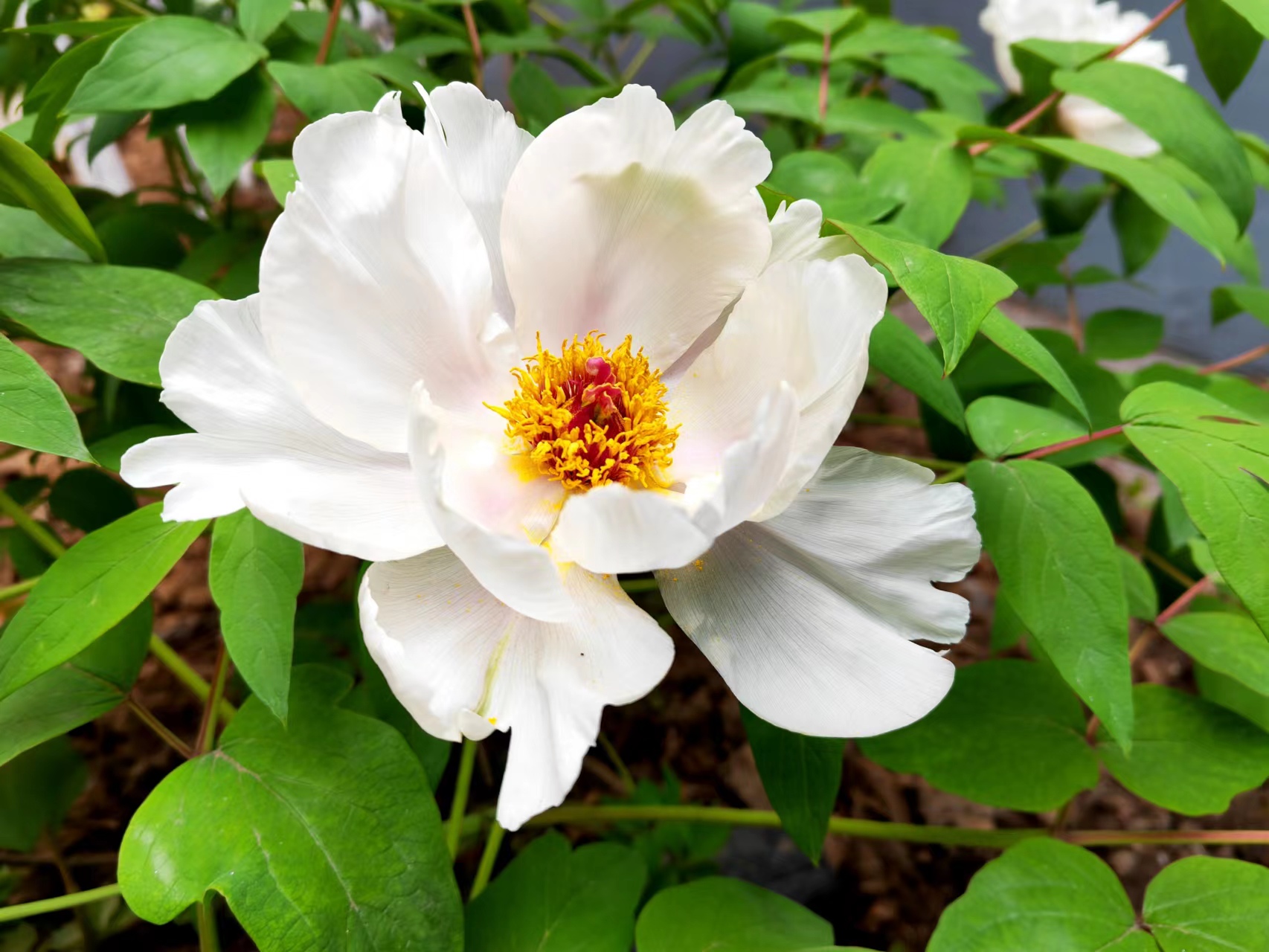 姹紫嫣紅，領略鋼城之美