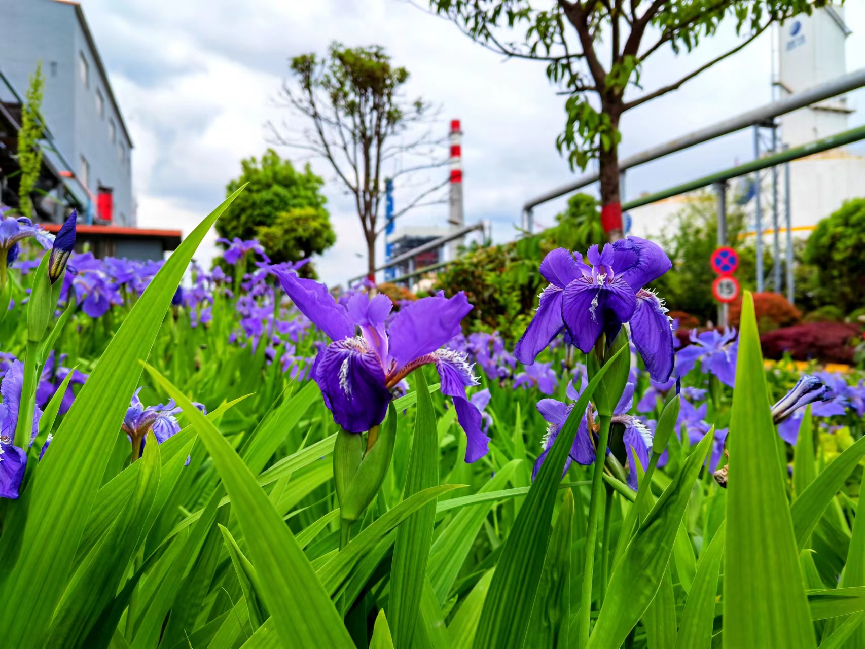 姹紫嫣紅，領略鋼城之美