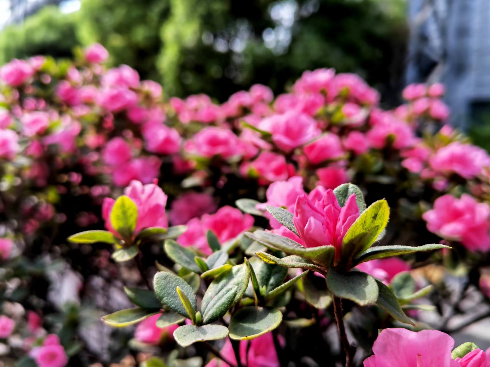 姹紫嫣紅，領略鋼城之美