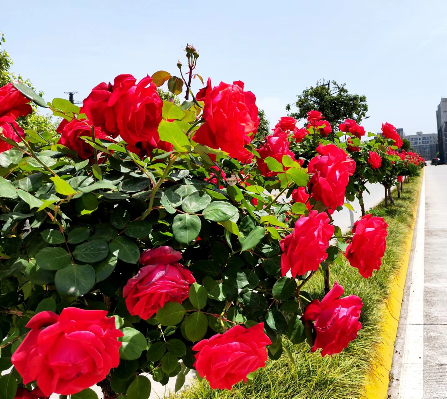 姹紫嫣紅，領略鋼城之美