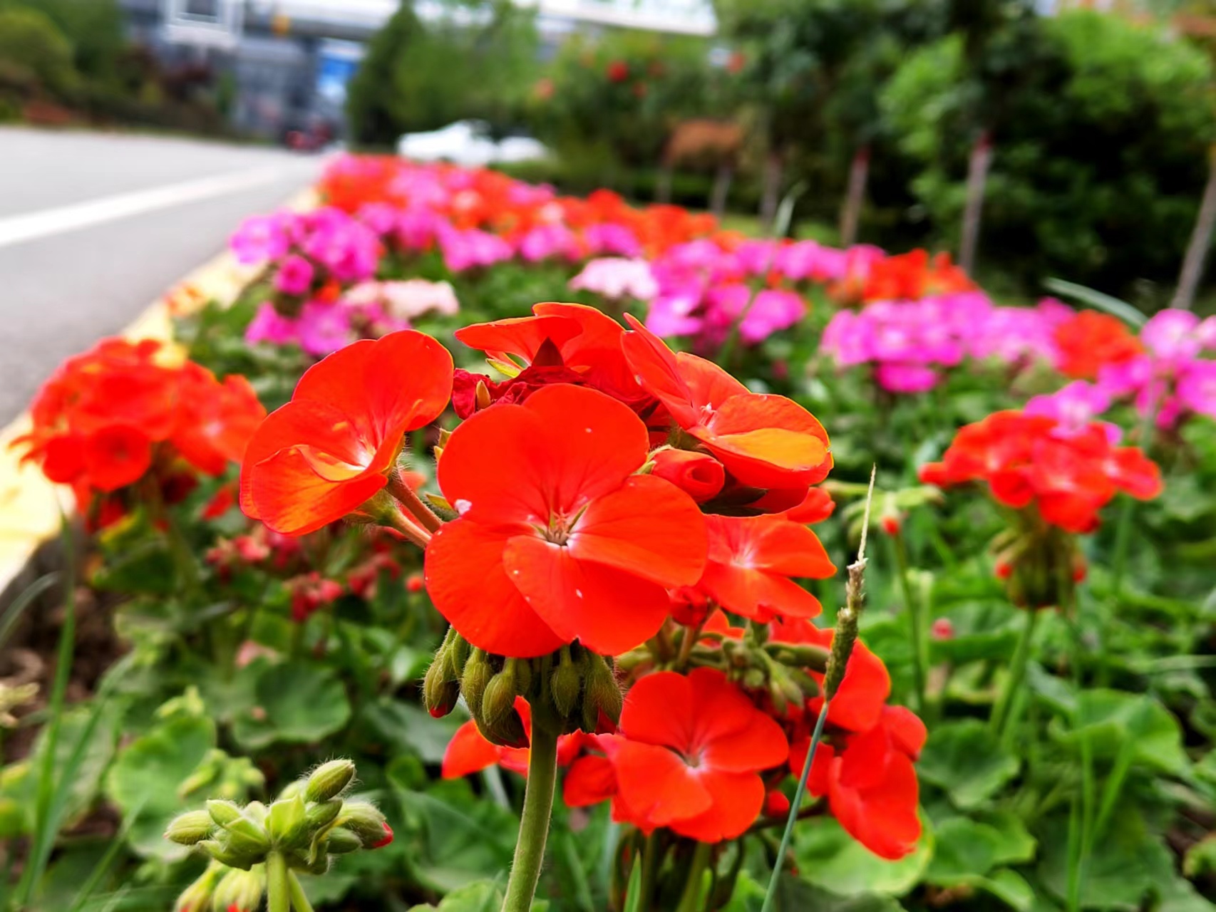 姹紫嫣紅，領略鋼城之美