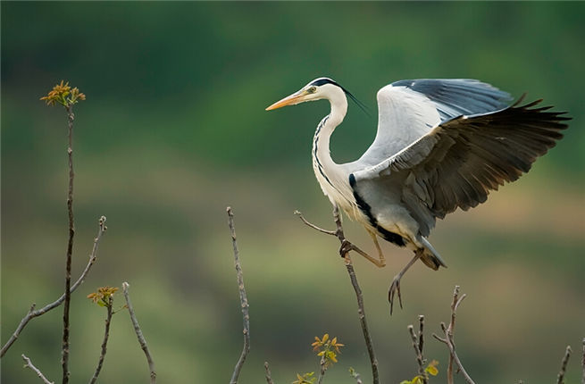 漢鋼郭虎緊急聯系救蒼鷺  勉縣動物保護站為他點贊！