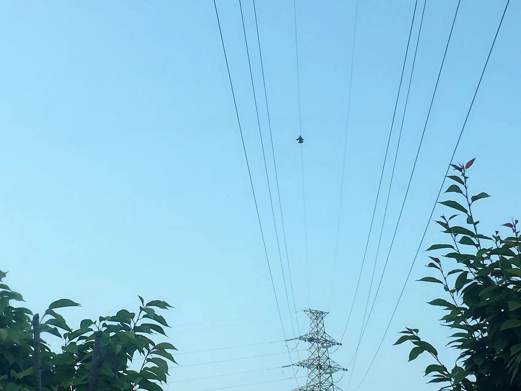 漢鋼郭虎緊急聯系救蒼鷺  勉縣動物保護站為他點贊！