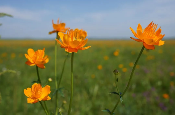 菡萏花開夏正盛
