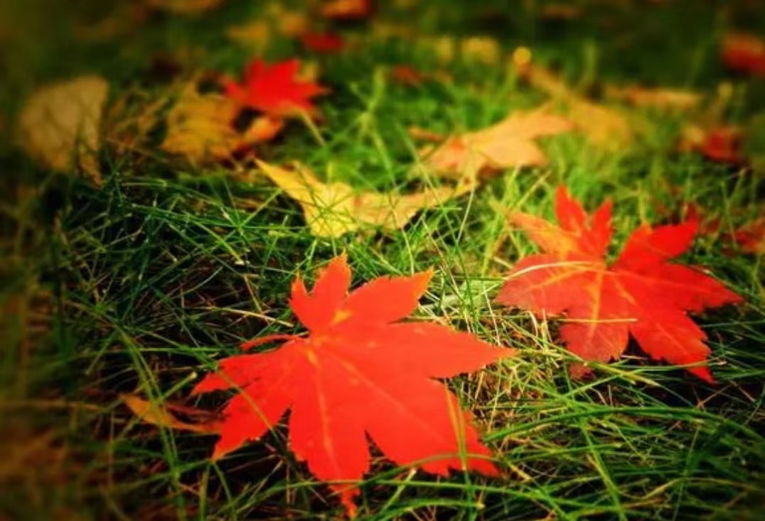 一葉落時天已秋