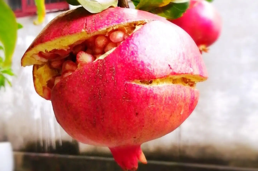 又是一年石榴紅