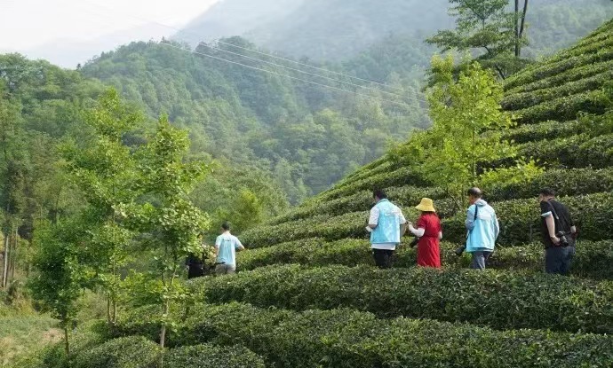 茶是定軍茗眉醇