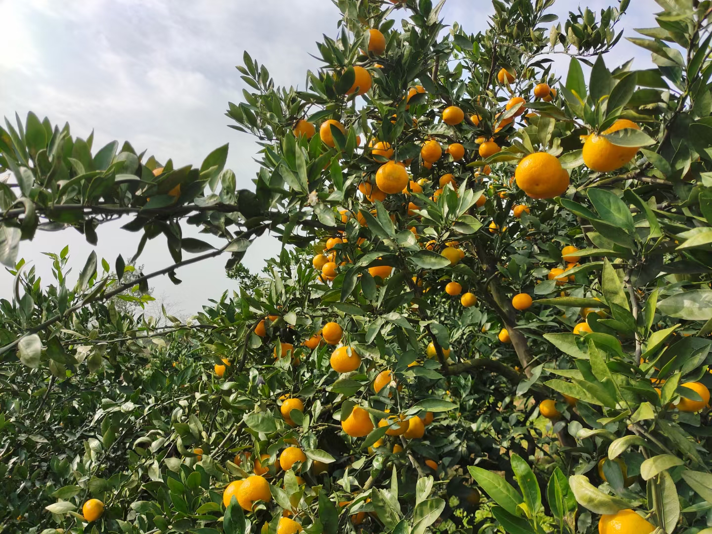 霜降至，桔香溢