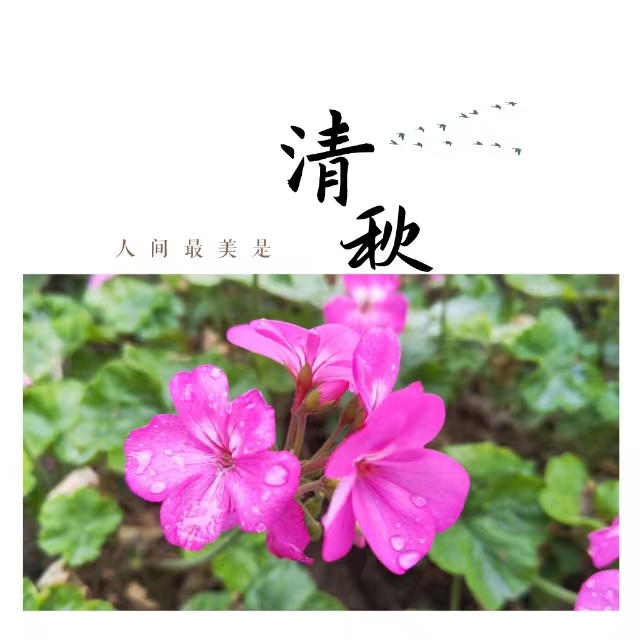 入眼皆是畫！打卡十里鋼城“花樣”秋天