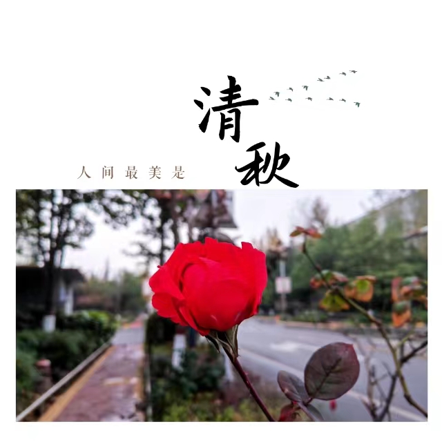 入眼皆是畫！打卡十里鋼城“花樣”秋天