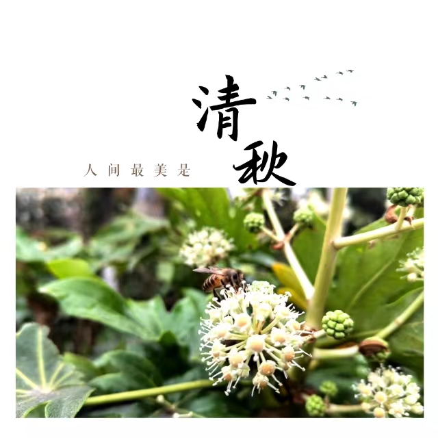 入眼皆是畫！打卡十里鋼城“花樣”秋天