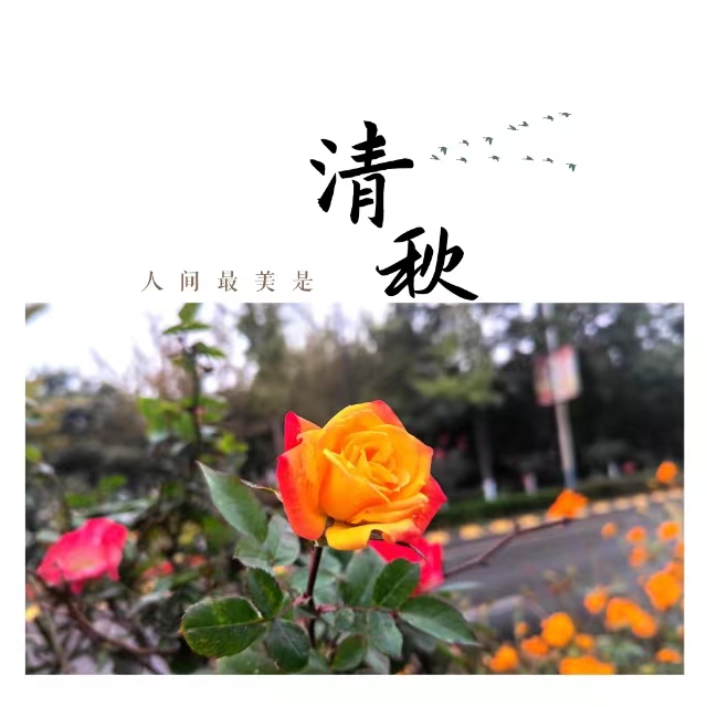 入眼皆是畫！打卡十里鋼城“花樣”秋天