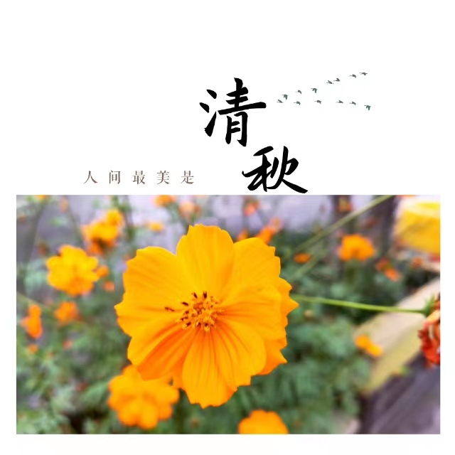 入眼皆是畫！打卡十里鋼城“花樣”秋天