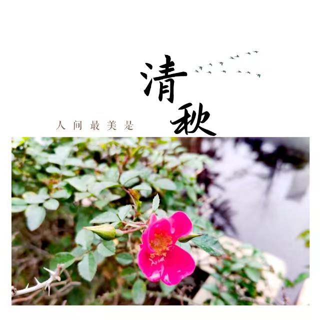 入眼皆是畫！打卡十里鋼城“花樣”秋天