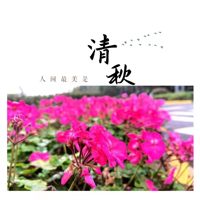 入眼皆是畫！打卡十里鋼城“花樣”秋天