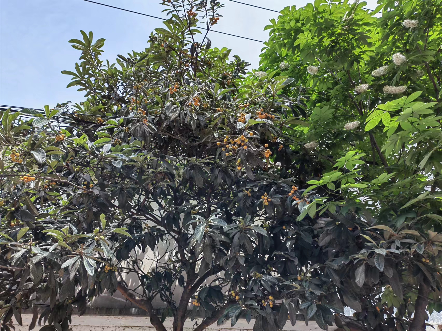 紅了 黃了 紫了