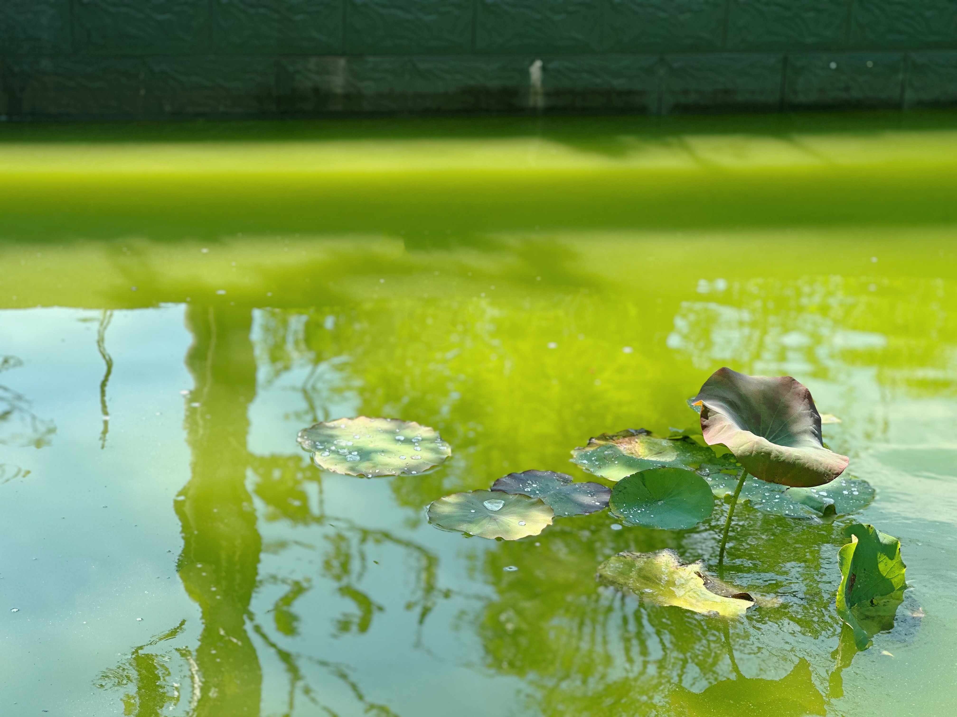 精心做好“水文章” 繪就綠色發(fā)展新畫卷 精心做好“水文章” 繪就綠色發(fā)展新畫卷
