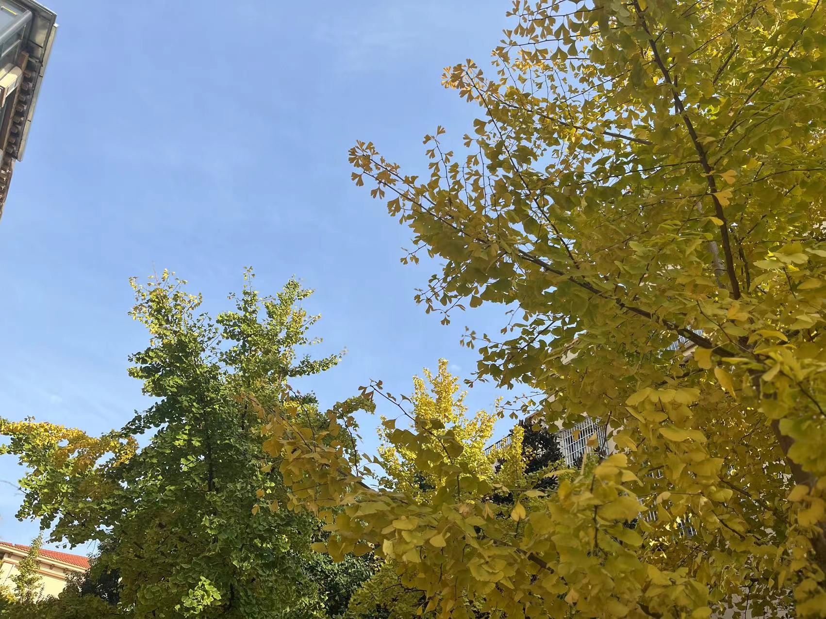 初冬最暖銀杏黃