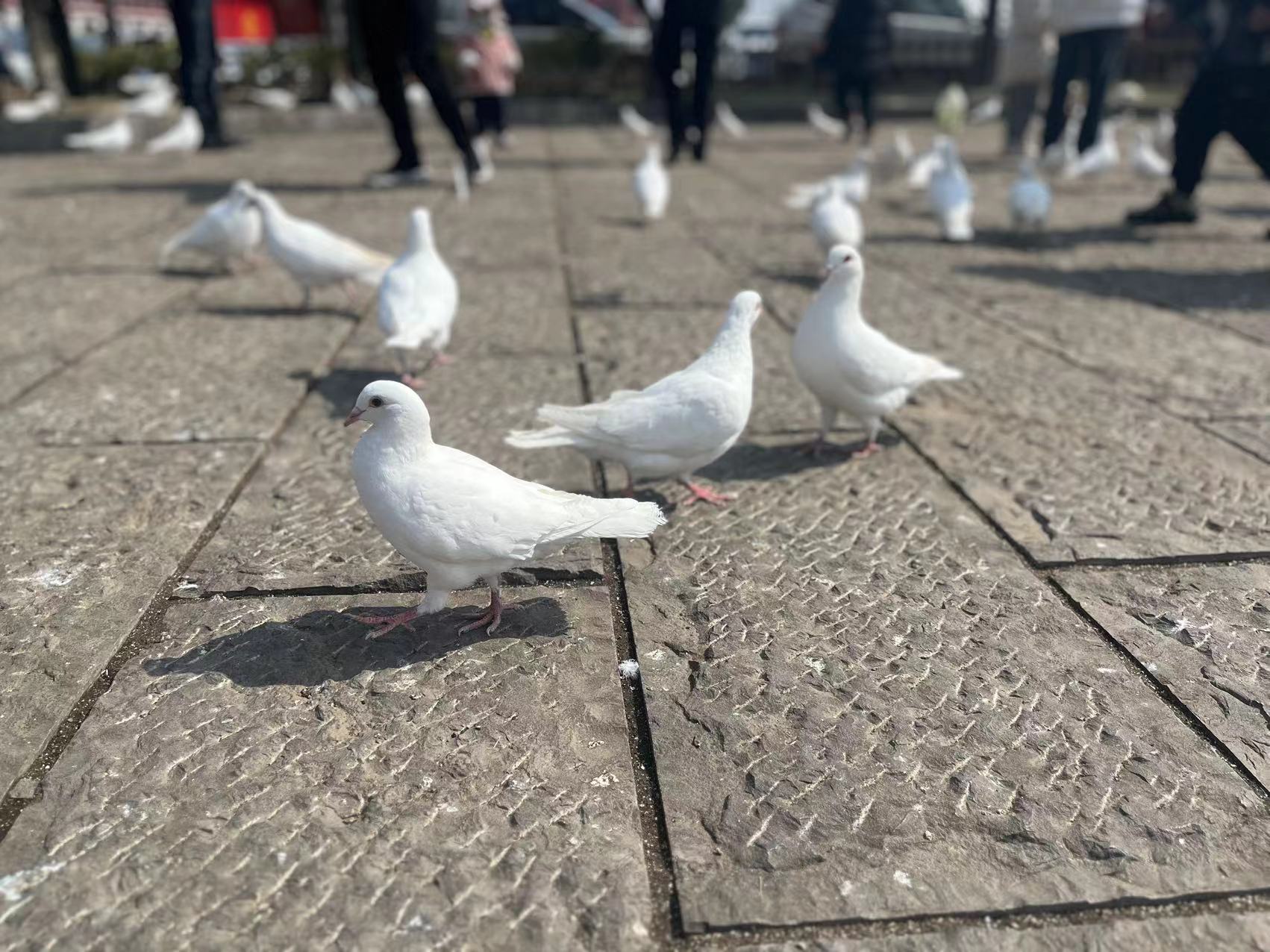 人間最美三月天