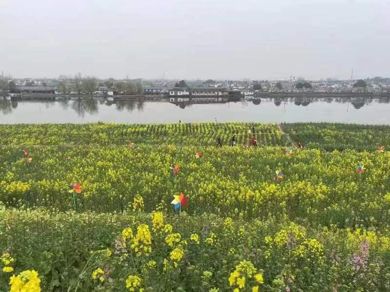 油菜花開(kāi),放紙鳶正當(dāng)時(shí) 油菜花開(kāi),放紙鳶正當(dāng)時(shí)