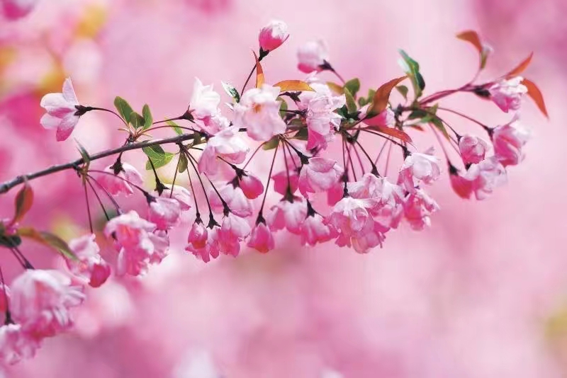 海棠花的盛宴 海棠花的盛宴
