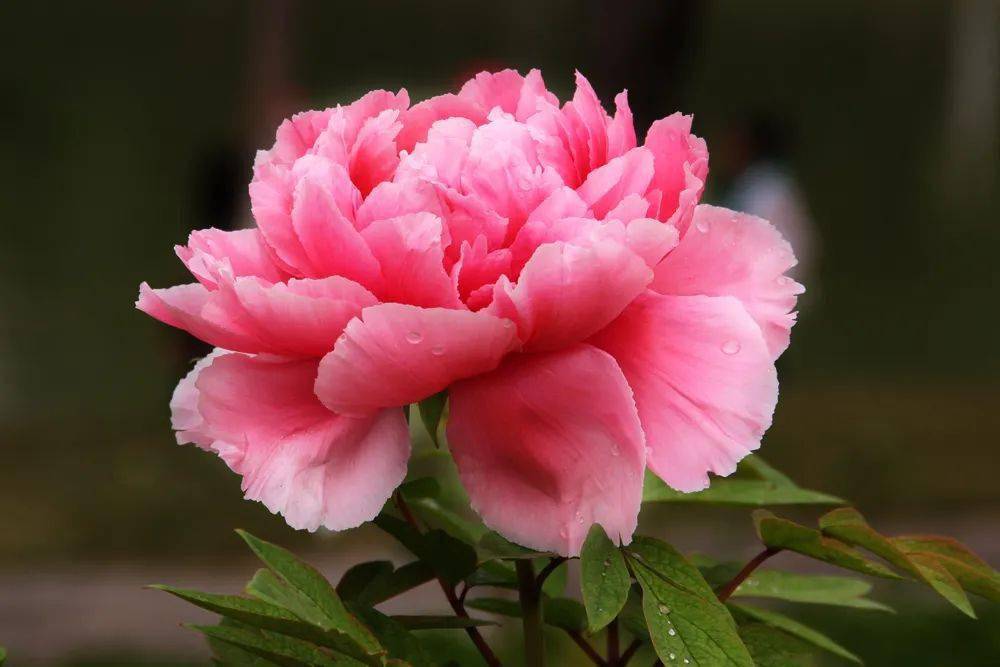 牡丹風(fēng)華,傾城綻放 牡丹風(fēng)華,傾城綻放