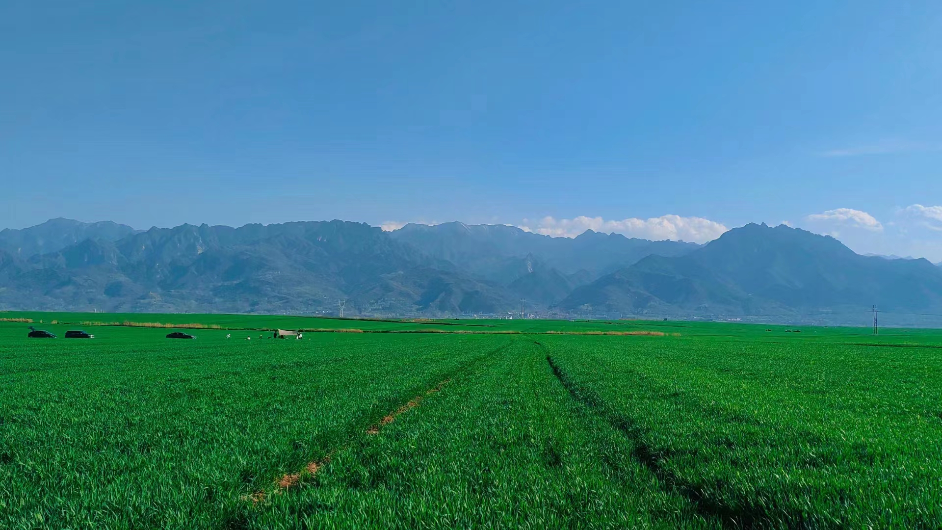 走過麥田 走過麥田