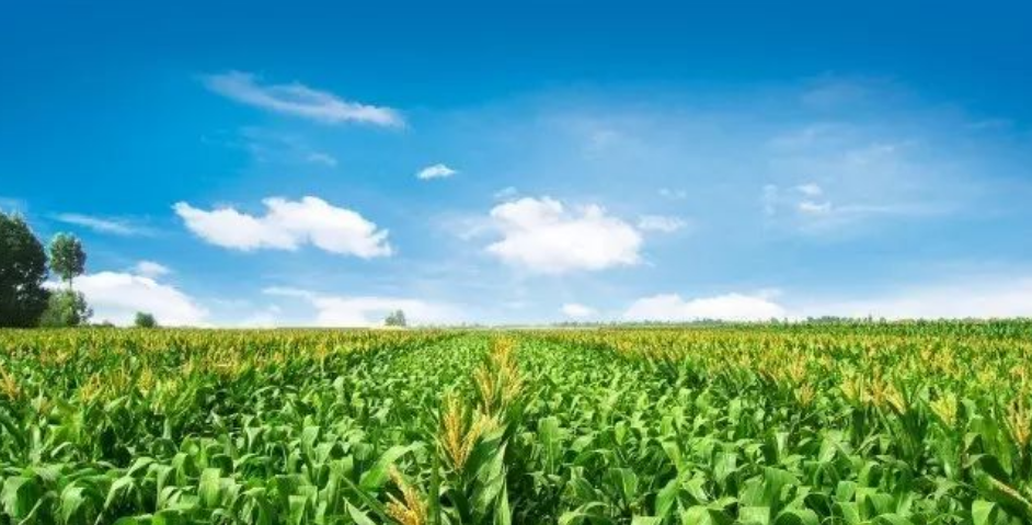 記憶中的玉米地 記憶中的玉米地