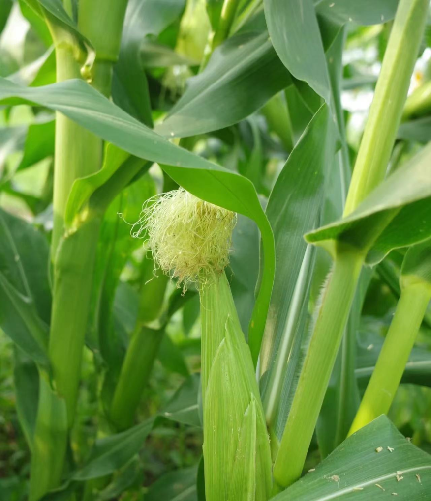 記憶中的玉米地 記憶中的玉米地