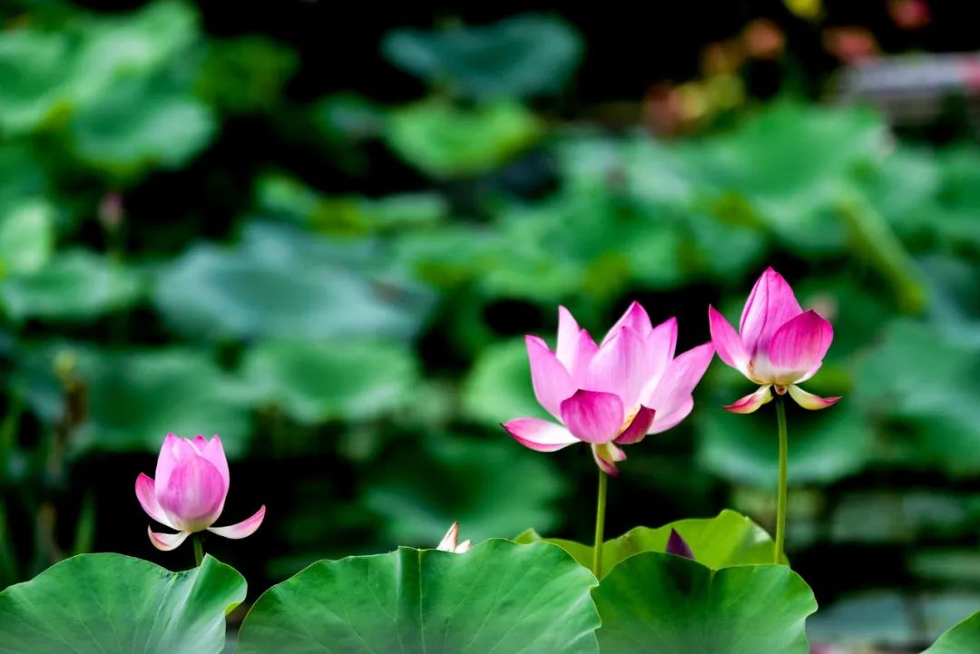 С�������Ȼ��