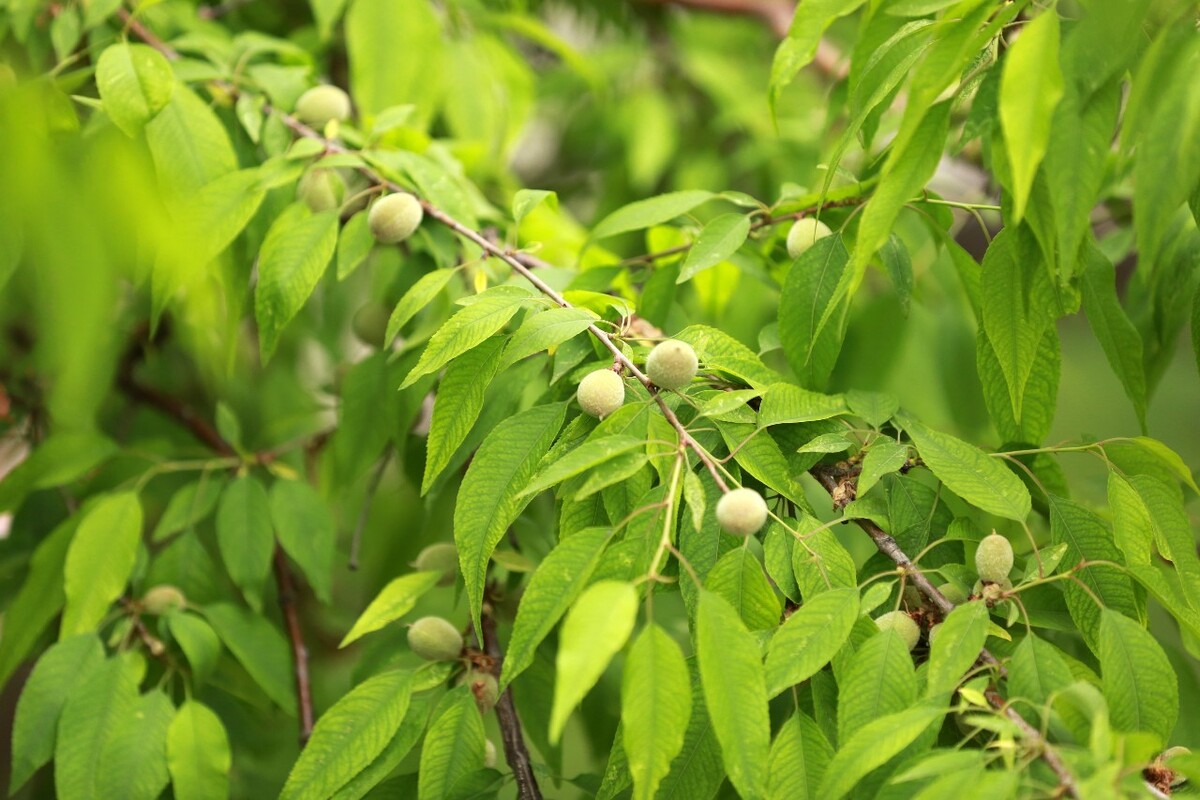 陜北的夏日種在山桃上 陜北的夏日種在山桃上