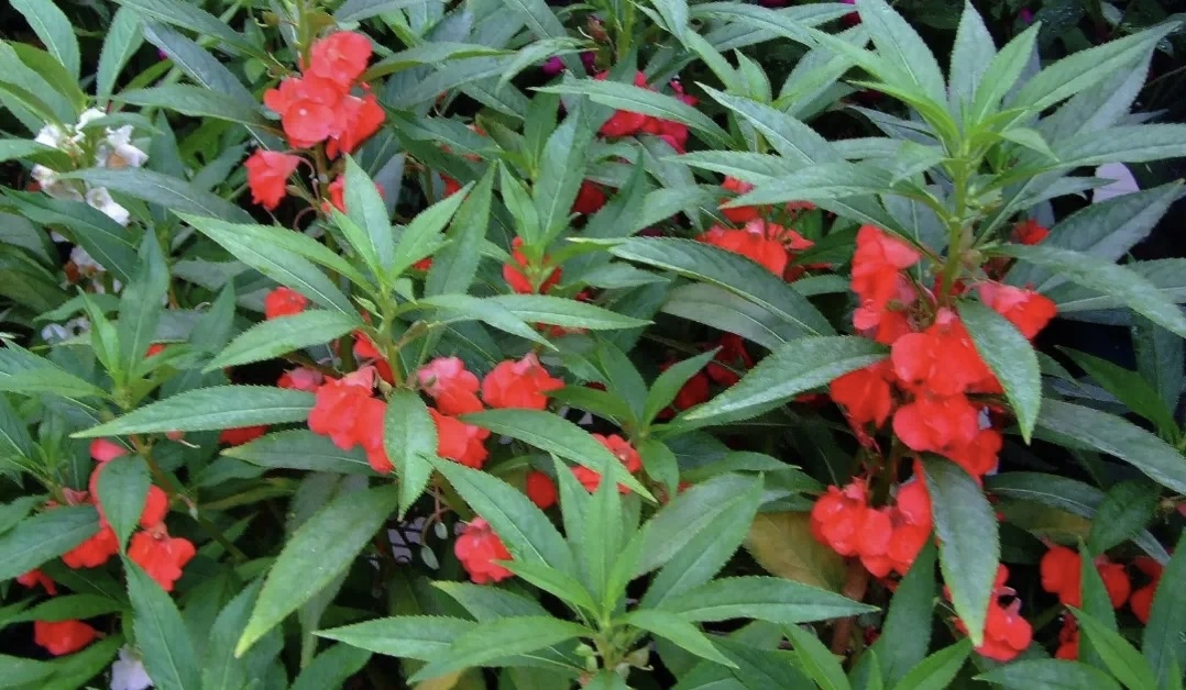 童年的鳳仙花 童年的鳳仙花