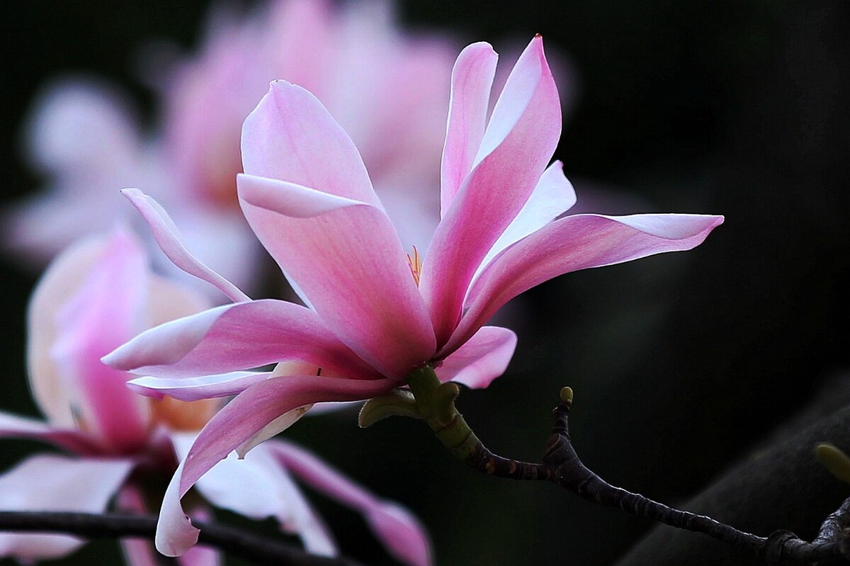 武侯祠記 武侯祠記