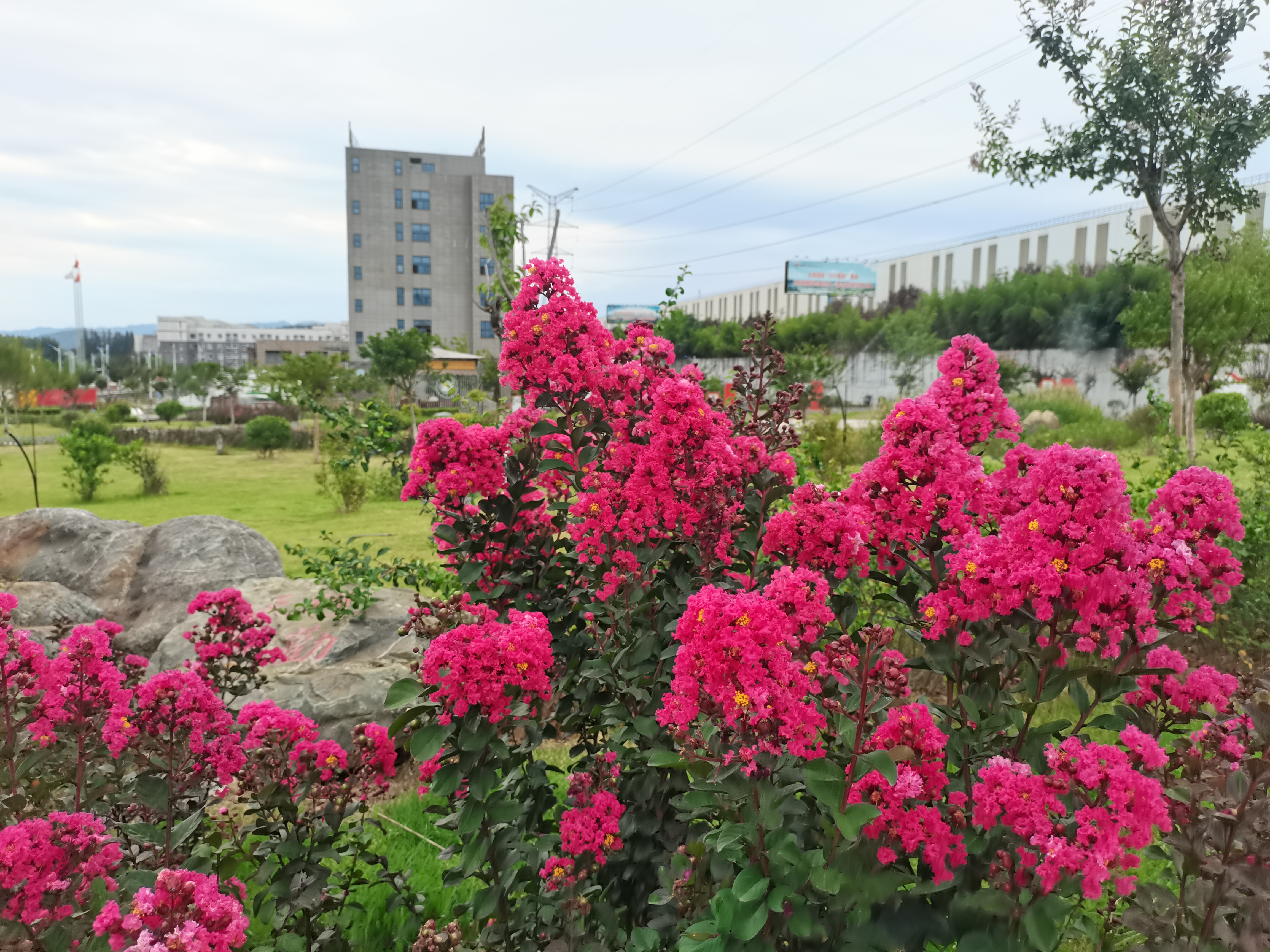 最愛紫薇那抹紅 最愛紫薇那抹紅