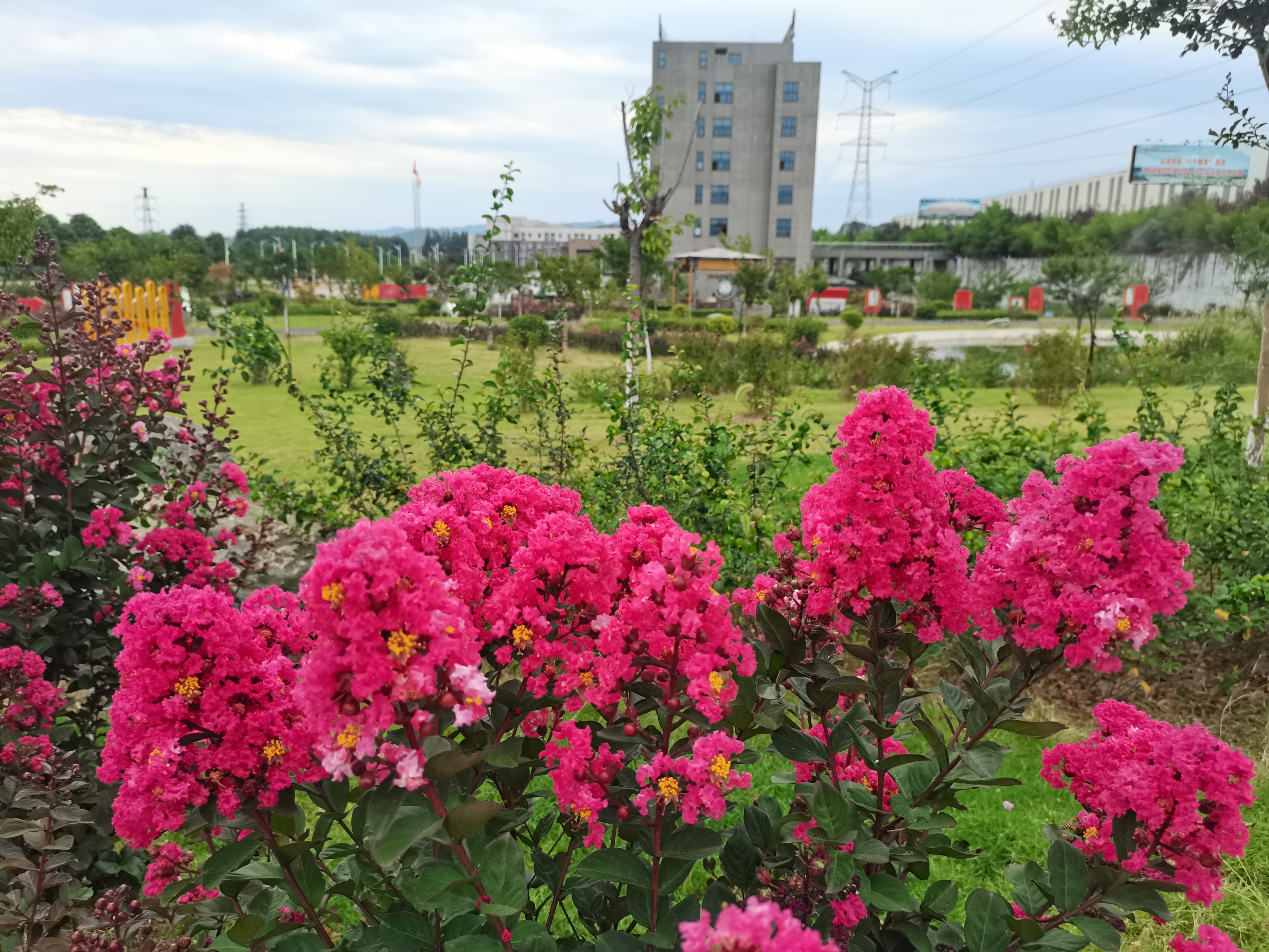 最愛紫薇那抹紅 最愛紫薇那抹紅