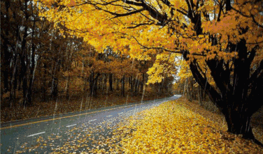 一葉知秋 一葉知秋