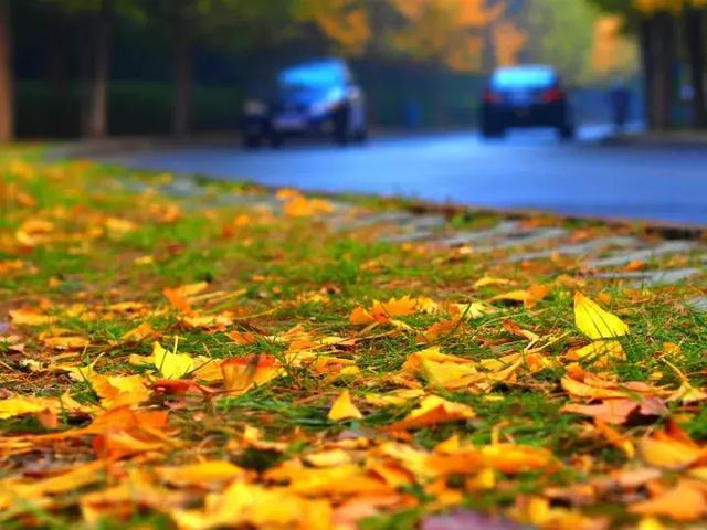 一葉知秋 一葉知秋