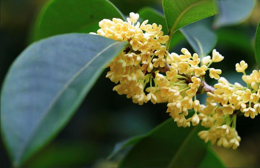 桂韻悠長 桂韻悠長