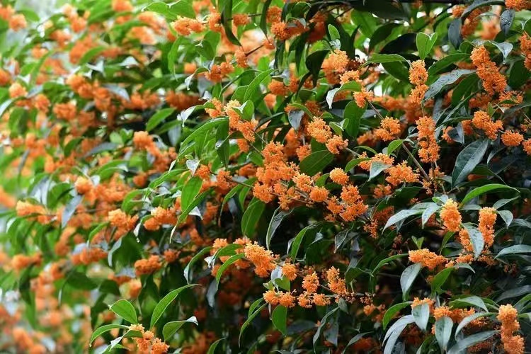 桂花飄香,思念綿長 桂花飄香,思念綿長